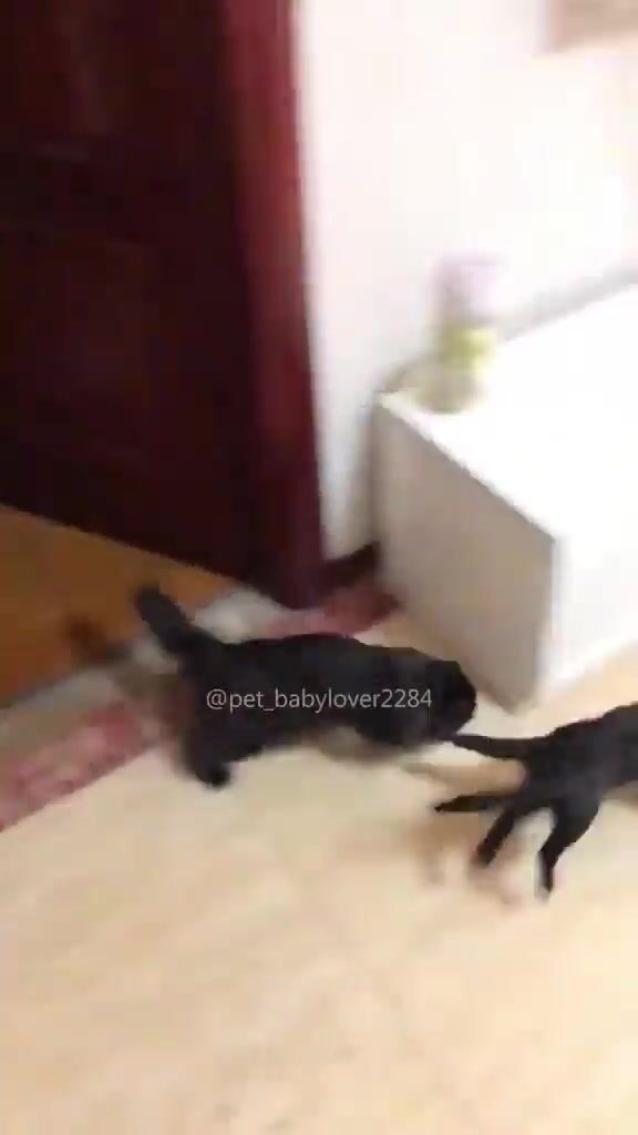 Chats à leur meilleur
