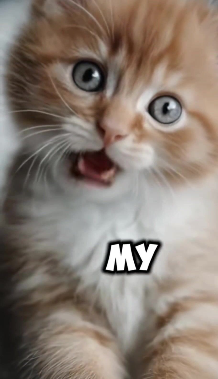 Süßer kater