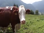 Folk custom of the alps