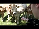 ドイツ農家の少年たちの田舎のチンポ冒険