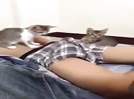 Kitten play with gay boy