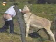 Horny donkey breeds twink daddy muscle bareback cock