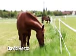Rohe landstuds bumsten bareback