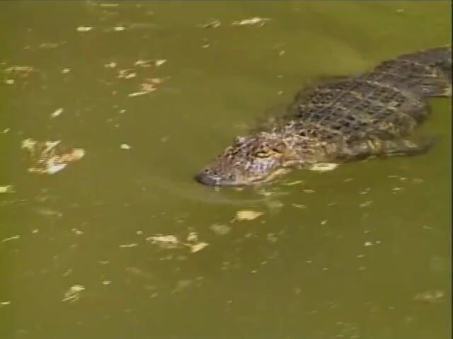 Classic alligator porn scores 10