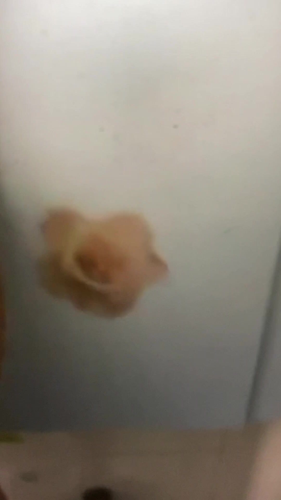 Snap49